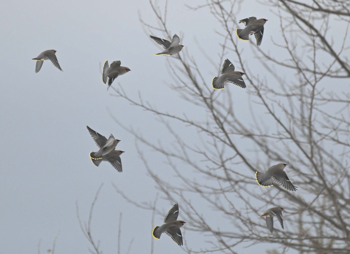 Bohemian Waxwing - ML647155592