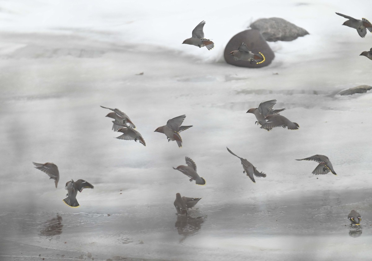 Bohemian Waxwing - ML647155593