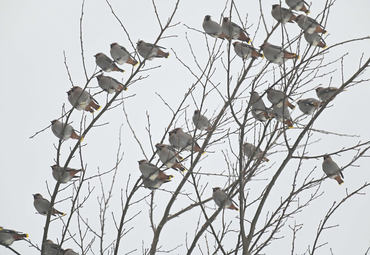 Bohemian Waxwing - ML647155594