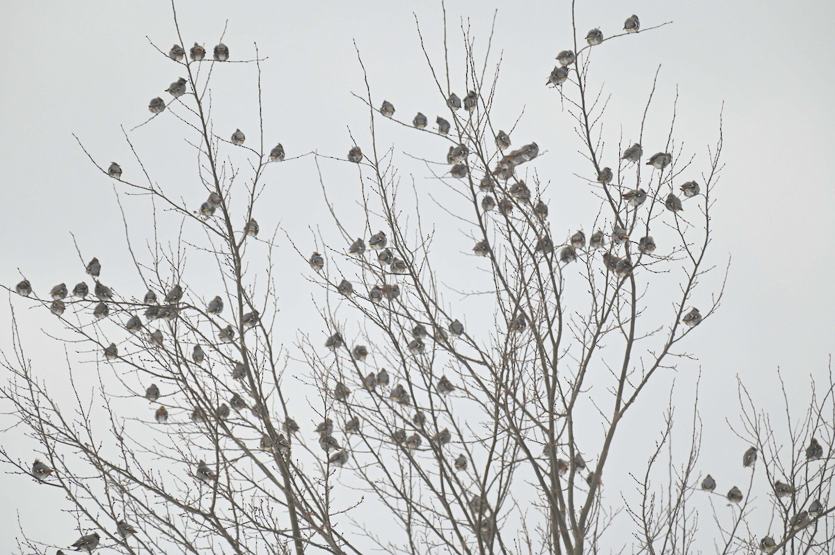 Bohemian Waxwing - ML647155596