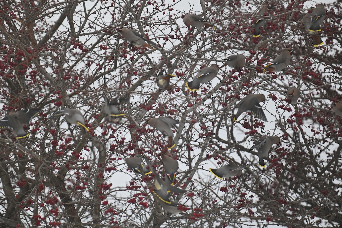 Bohemian Waxwing - ML647155601