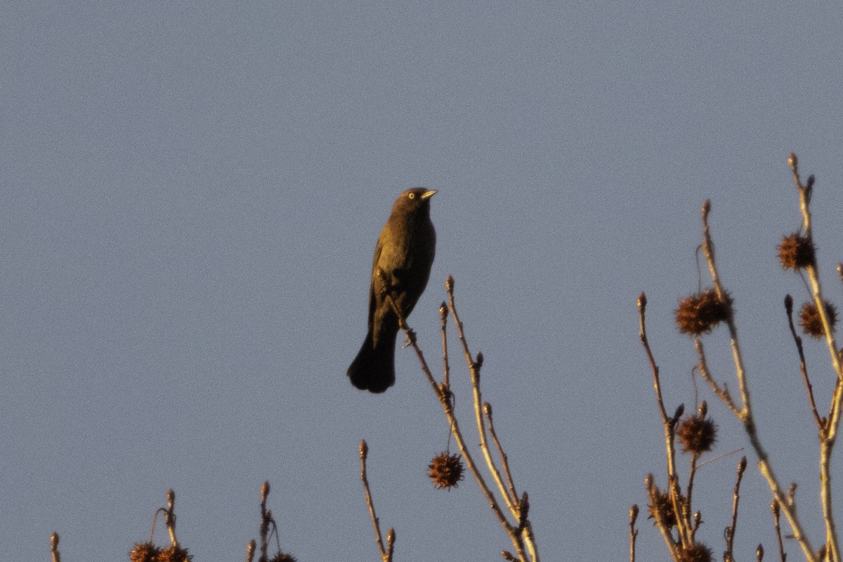 Rusty Blackbird - ML647155602