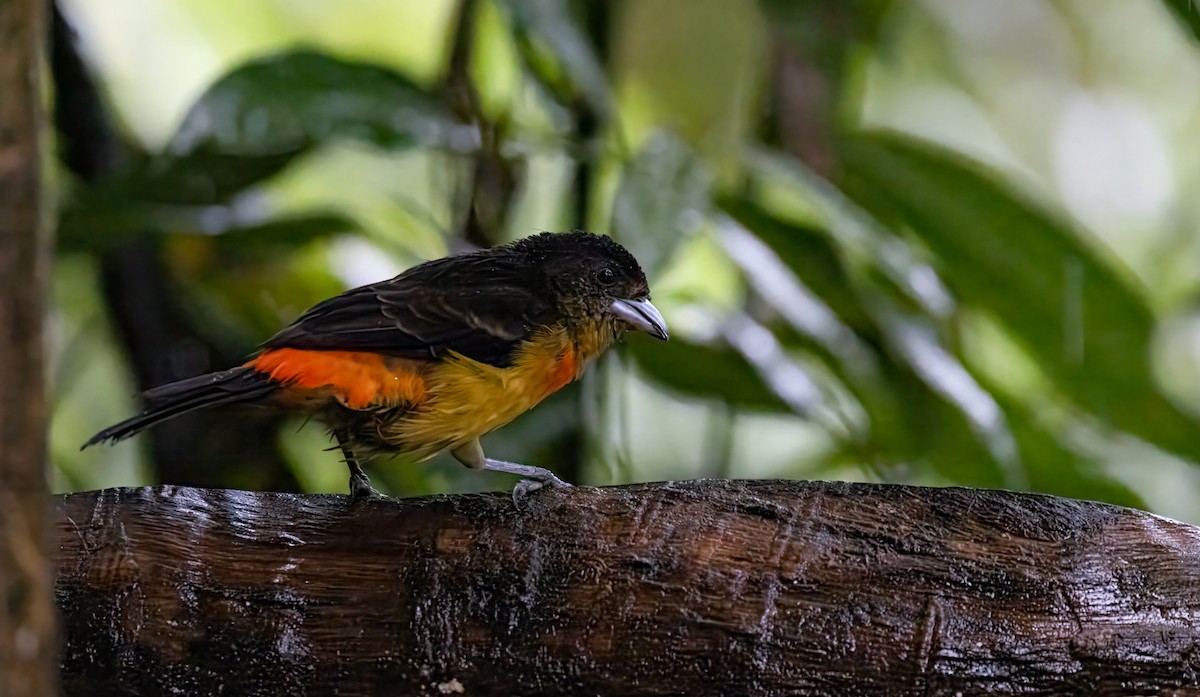 Flame-rumped Tanager - ML647155604
