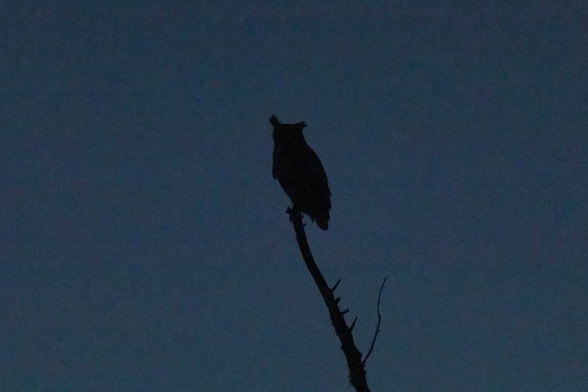 Great Horned Owl - ML647155605