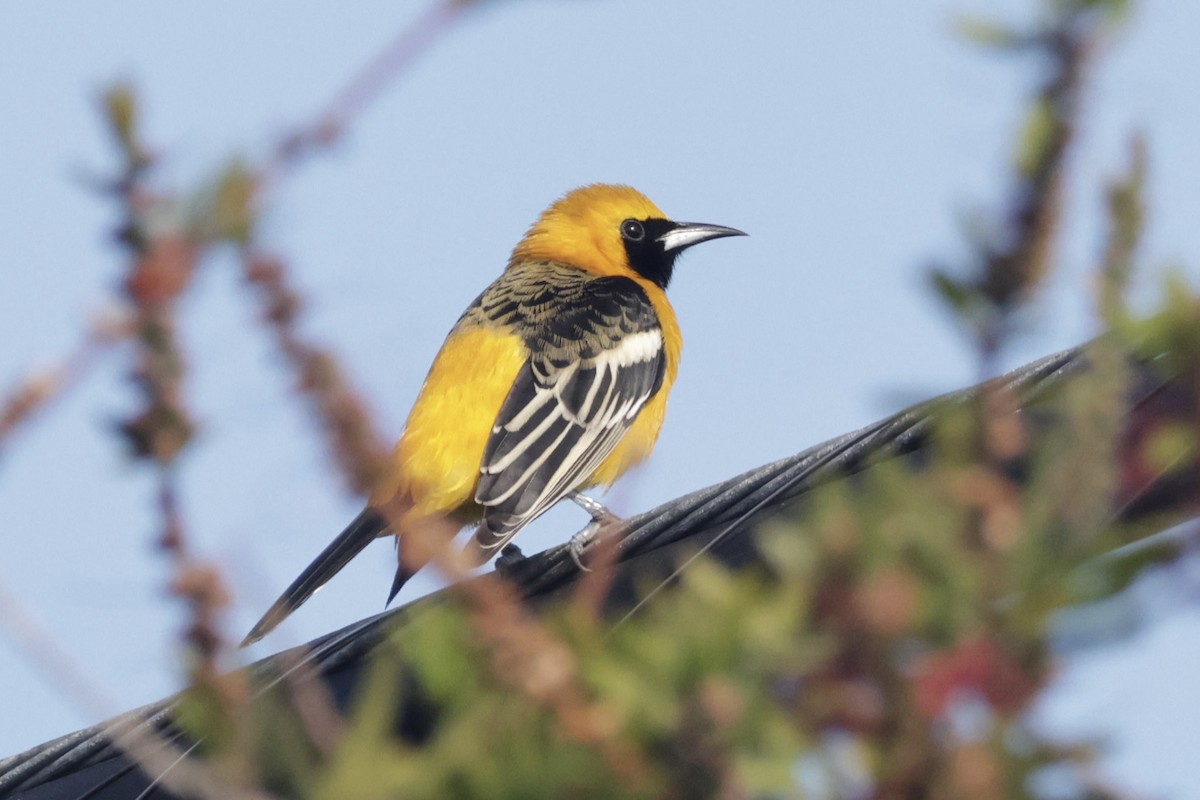 Hooded Oriole - ML647155606