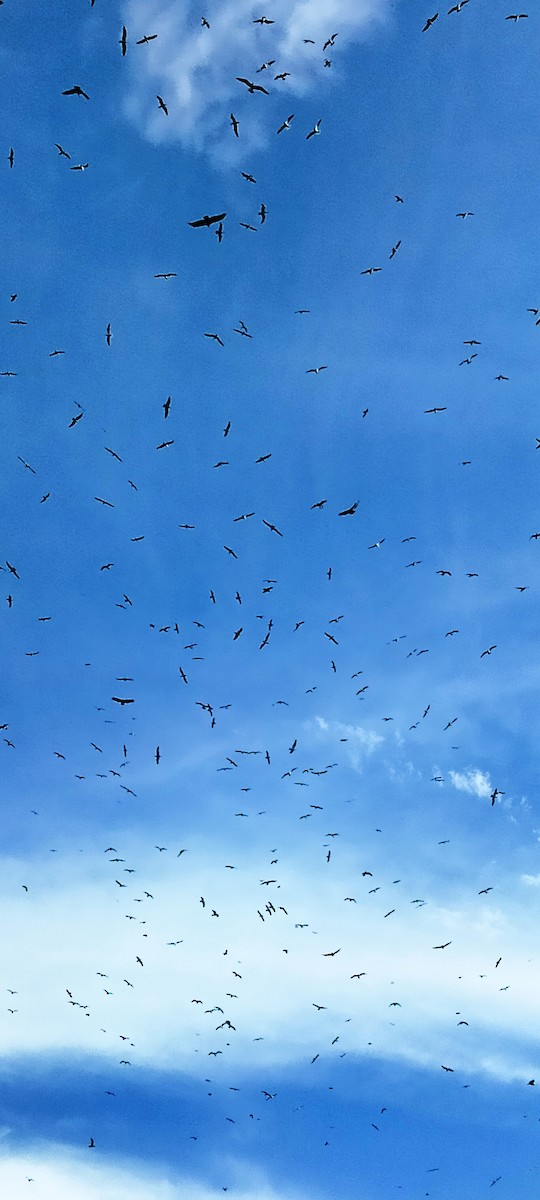 שחף בלתי-מזוהה - ML647155609