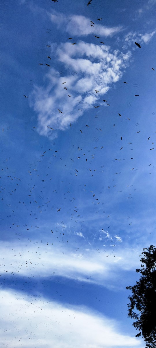 שחף בלתי-מזוהה - ML647155610