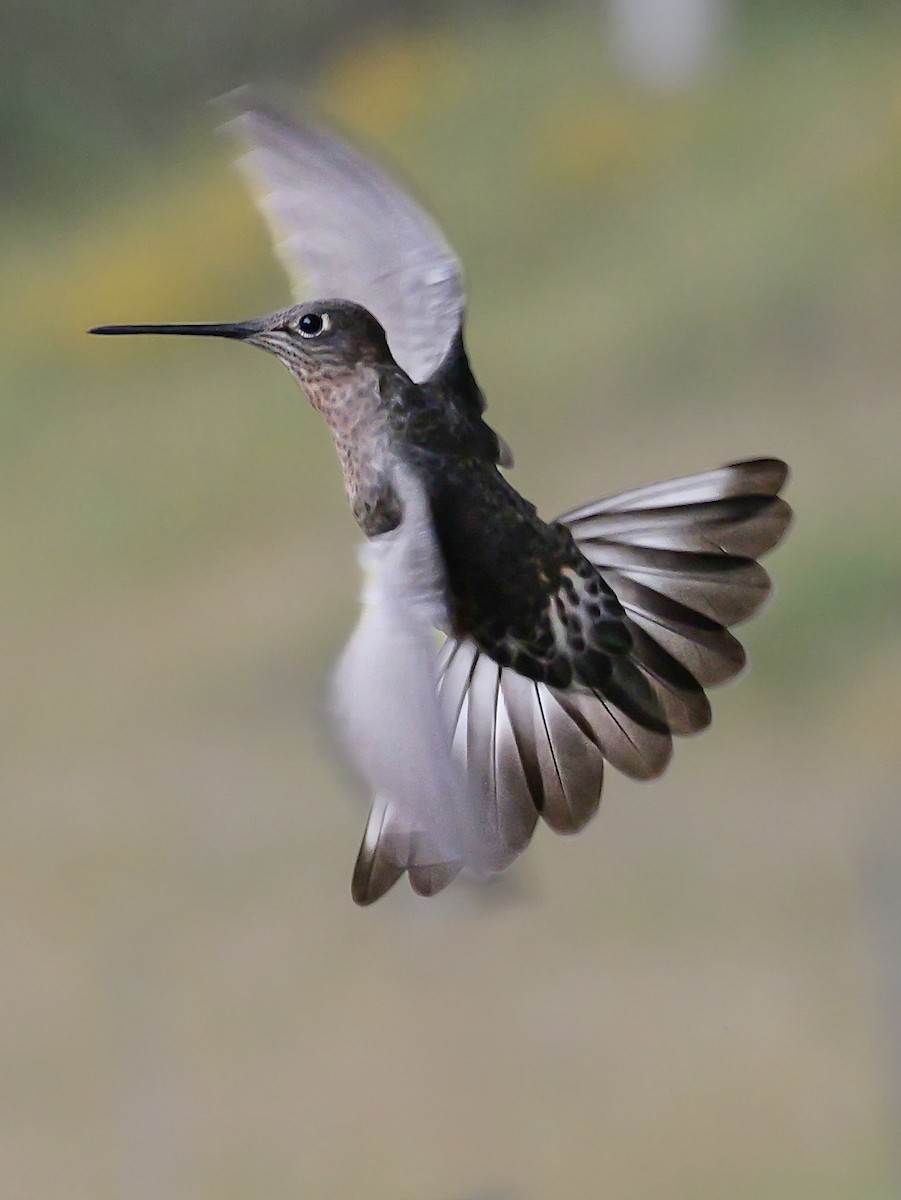 Giant Hummingbird - ML647155619