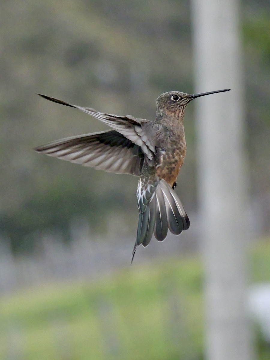Giant Hummingbird - ML647155620