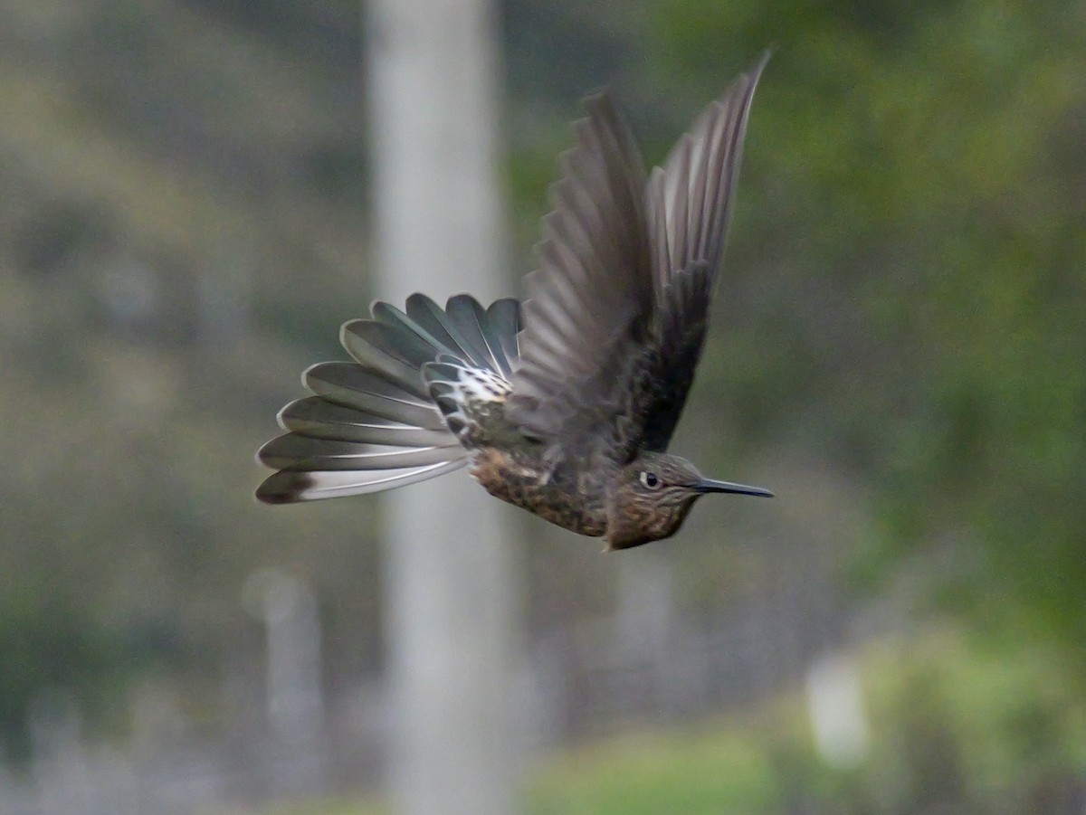 Giant Hummingbird - ML647155621