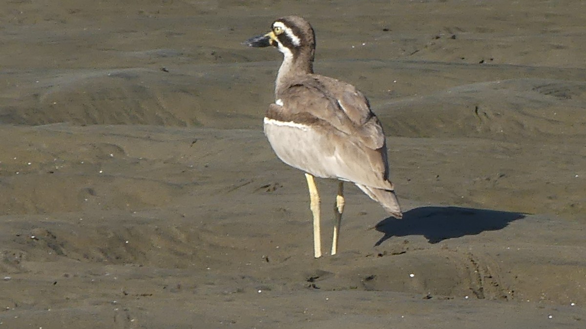 Beach Thick-knee - ML647155625