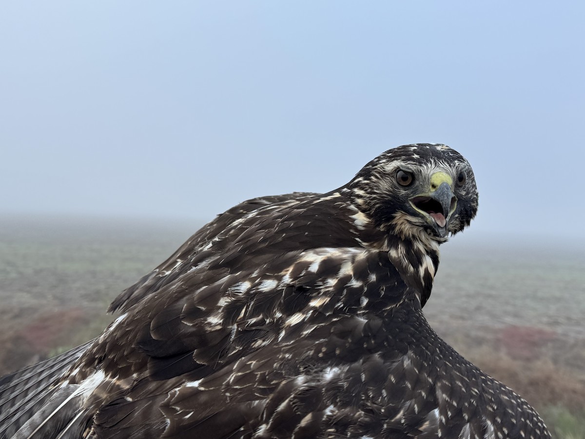 Свенсонов канюк - ML647155629