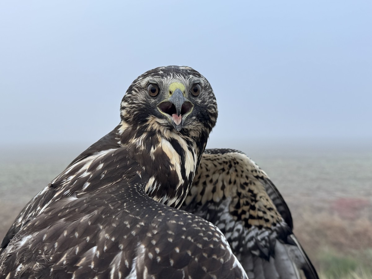 Свенсонов канюк - ML647155630