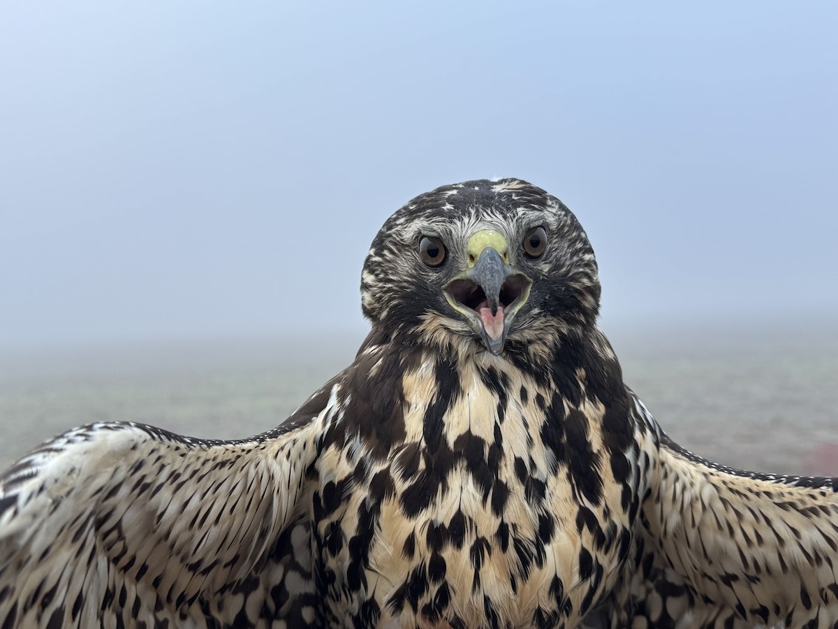 Свенсонов канюк - ML647155631