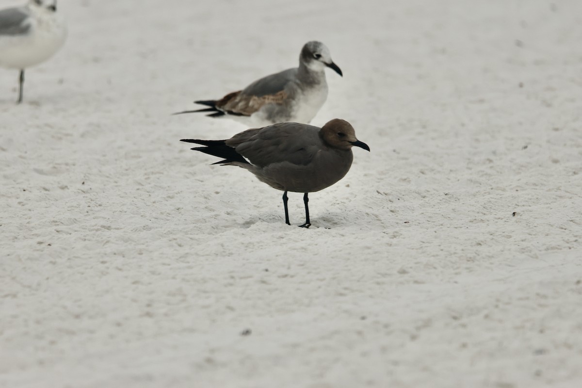 racek tmavý - ML647155635