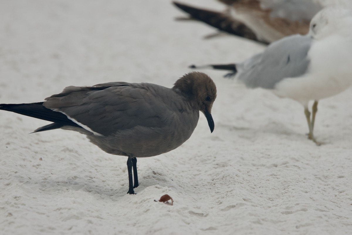 racek tmavý - ML647155636