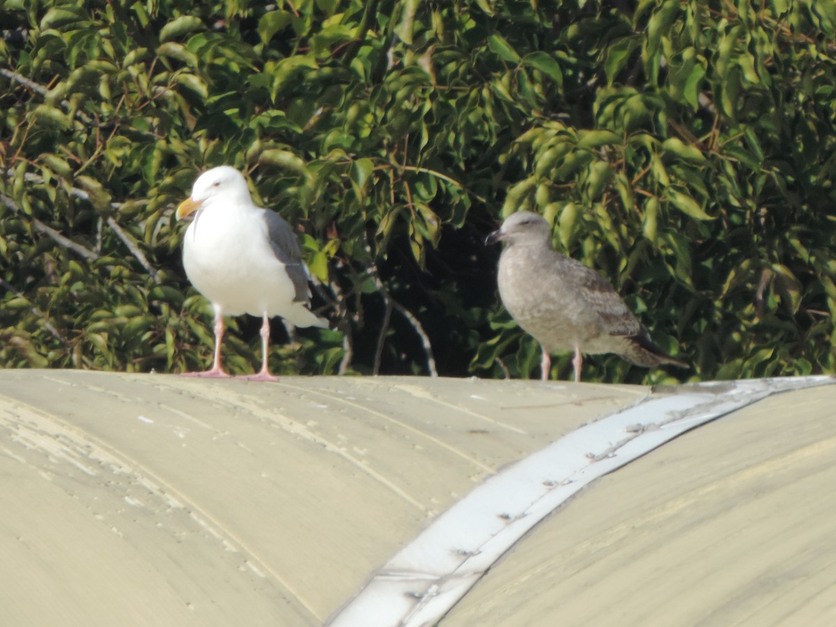 Western Gull - ML647155637