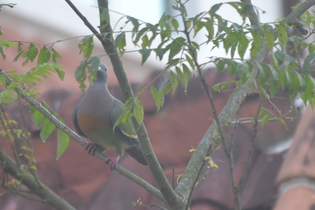 Розовошейный зелёный голубь - ML647155642