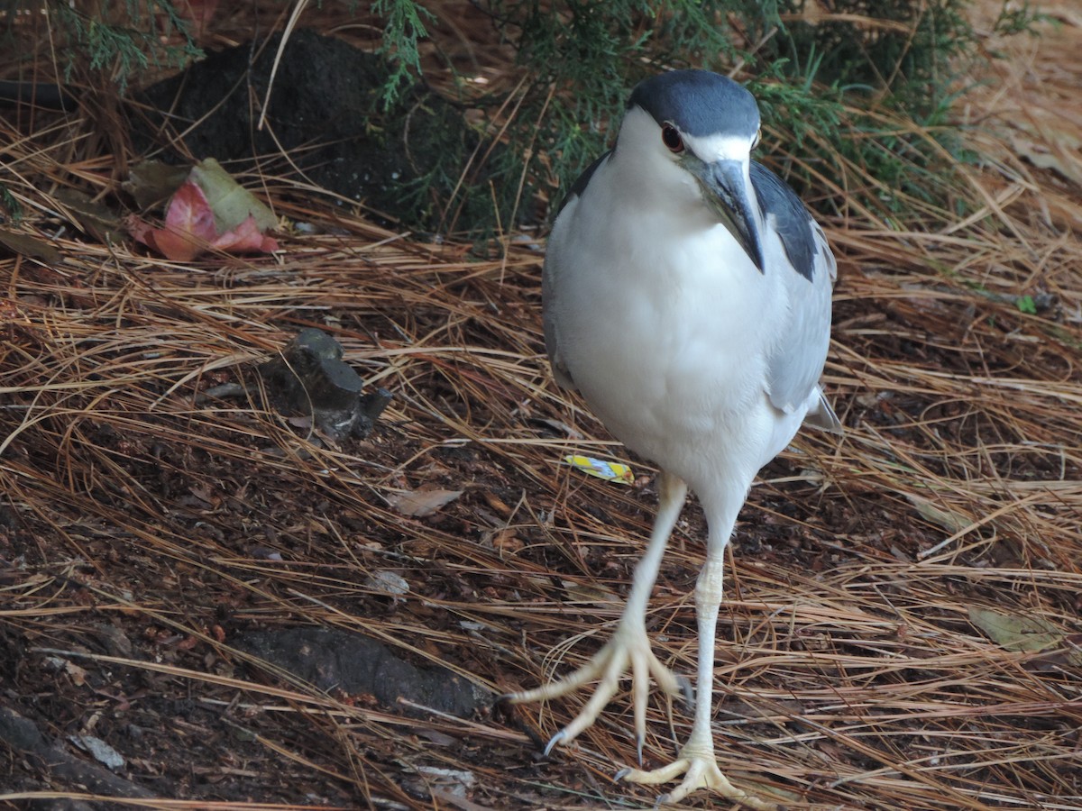 Black-crowned Night Heron - ML647155644