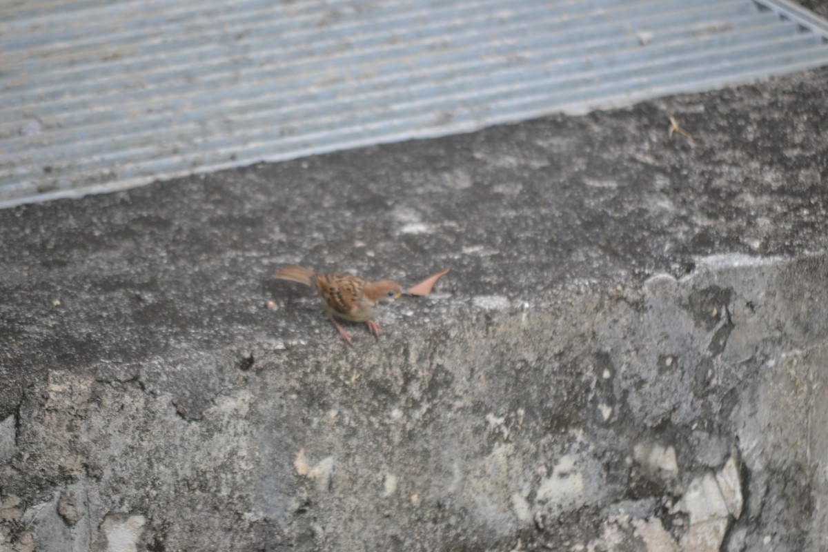 Полевой воробей - ML647155645