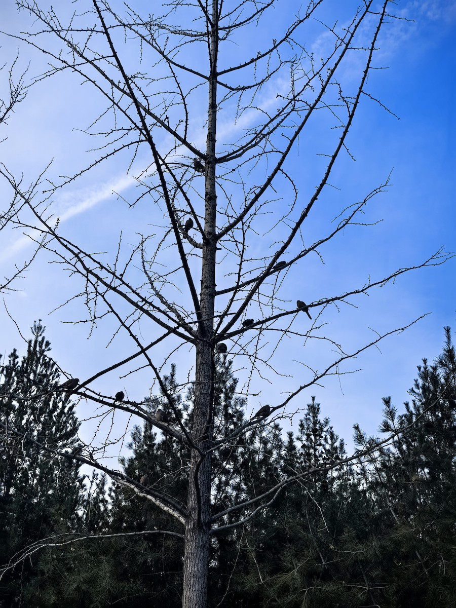 Spotted Dove - ML647155646