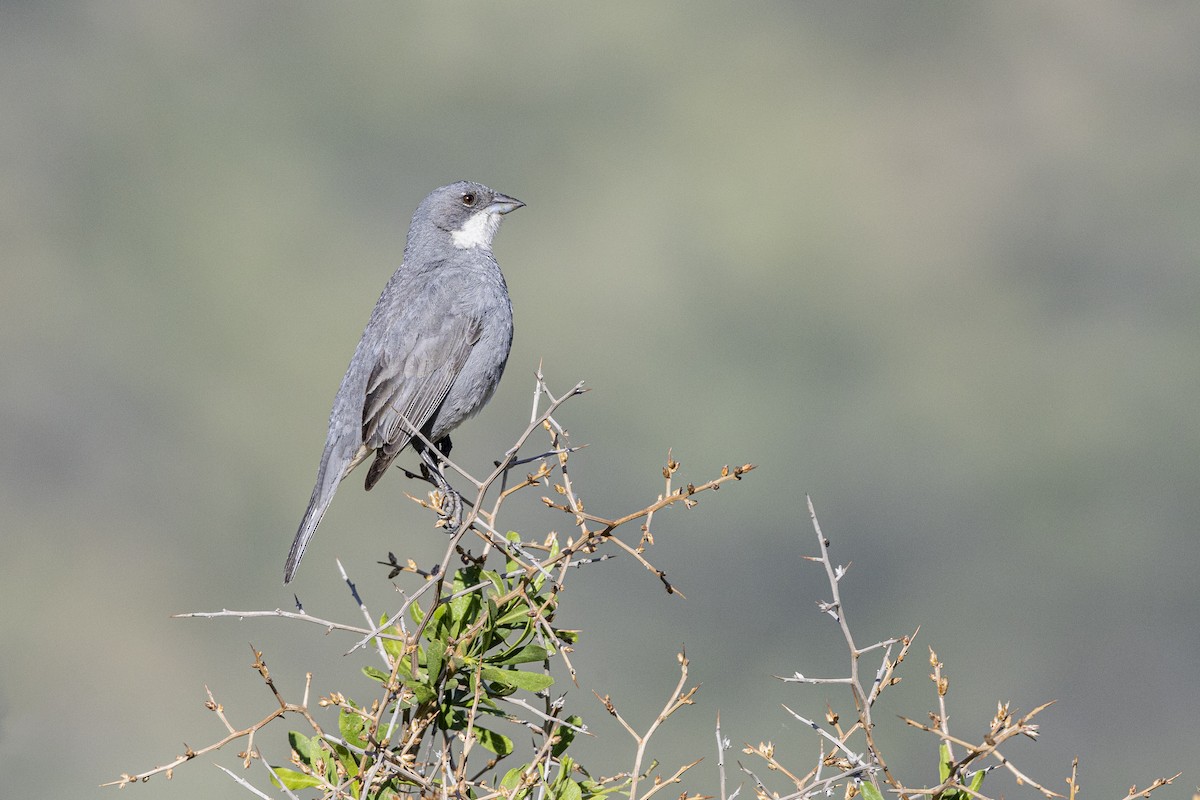 Duika İspinozu - ML647155648