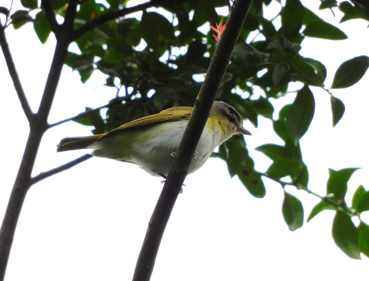 Chivi Vireo - ML647155650