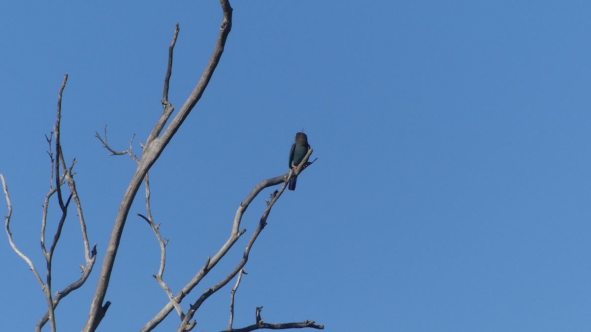 ブッポウソウ - ML647155653