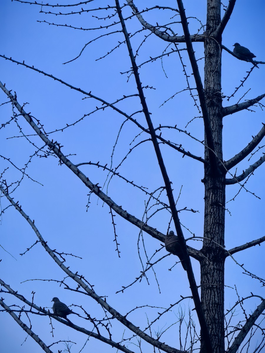 Spotted Dove - ML647155655