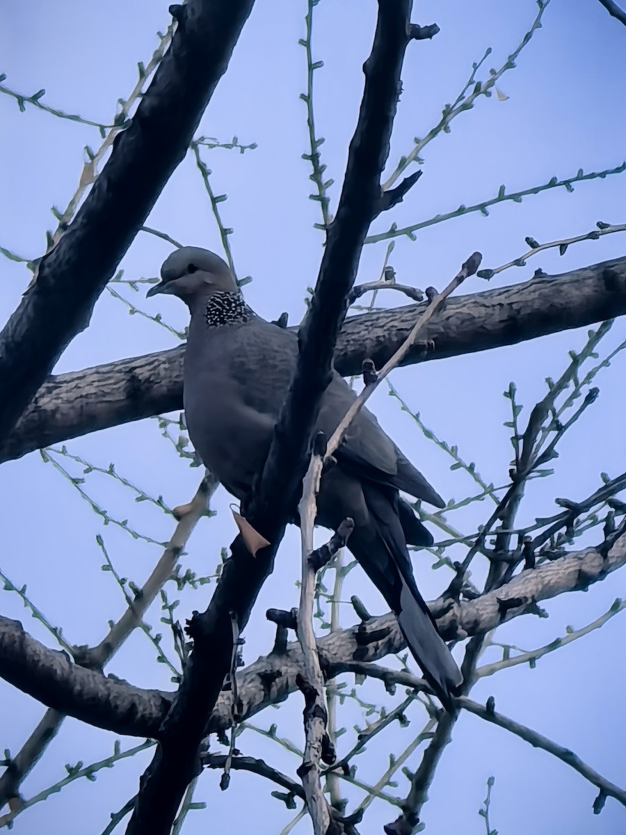 Spotted Dove - ML647155672