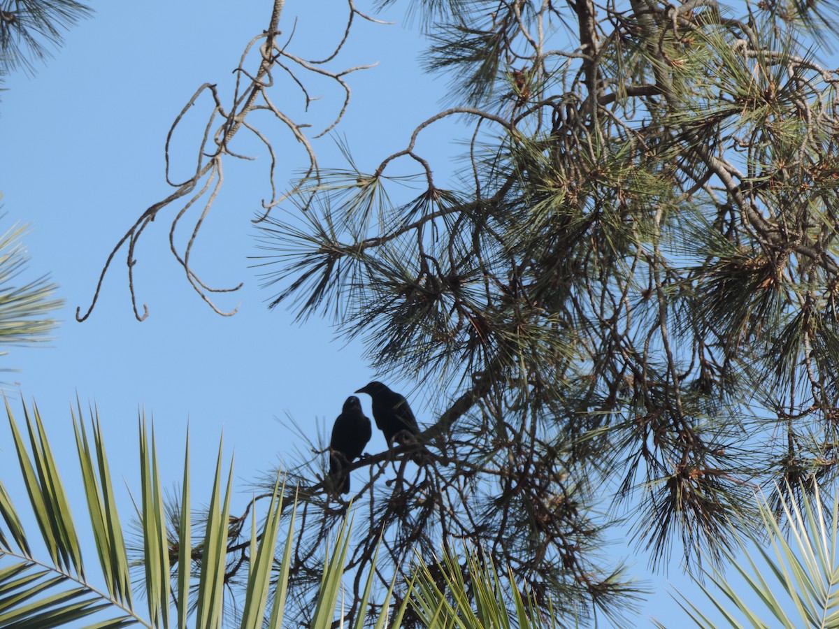 American Crow - ML647155678