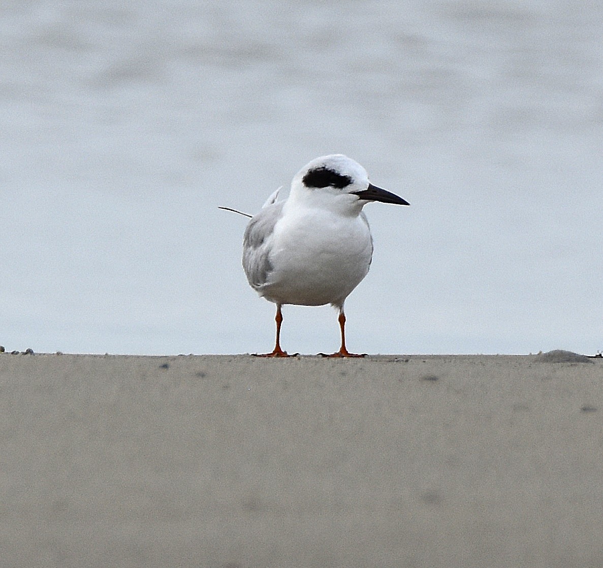 Forster's Tern - ML647155680