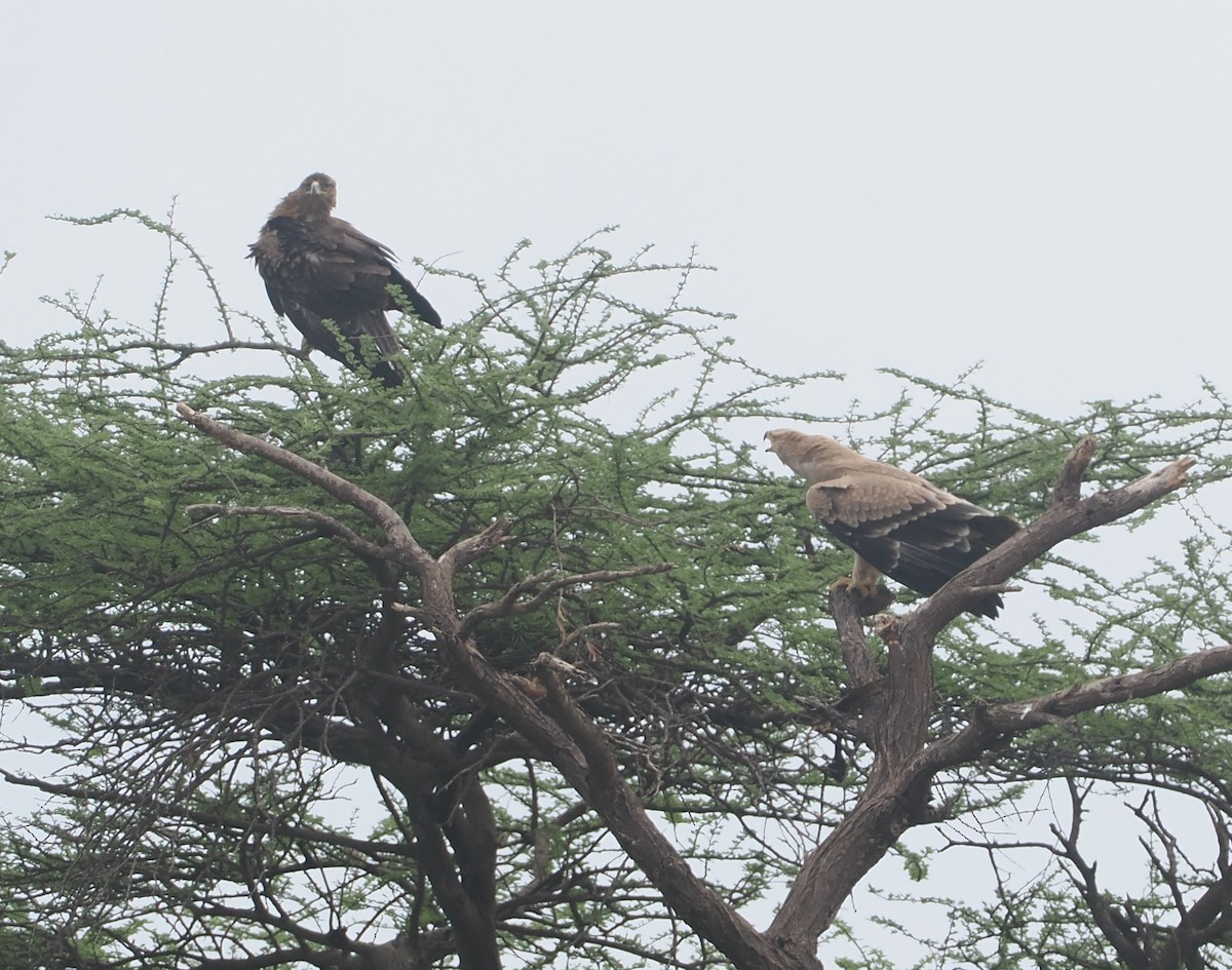 Tawny Eagle - ML647155681