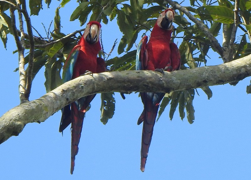Red-and-green Macaw - ML647155684
