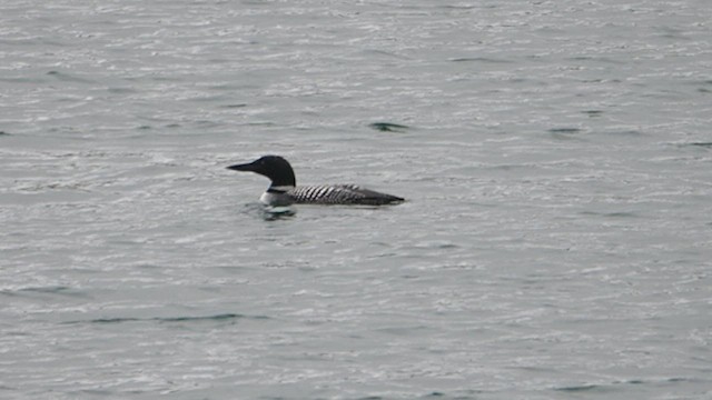 צוללן צפוני - ML647155685