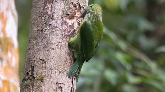 Yellow-fronted Barbet - ML647155686