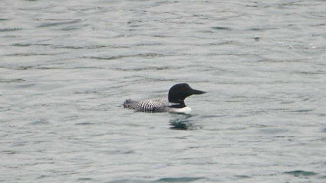 צוללן צפוני - ML647155687