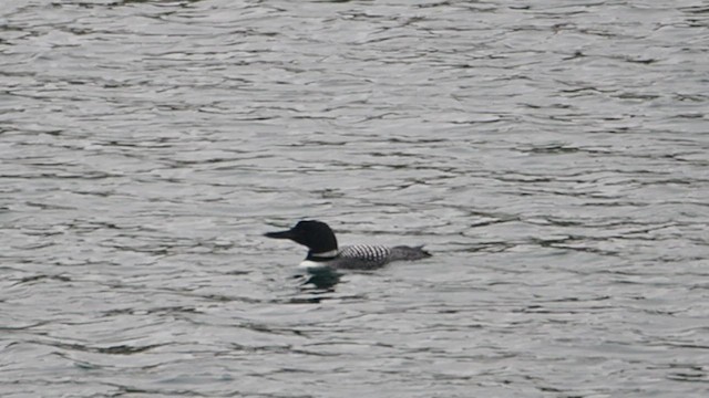צוללן צפוני - ML647155688