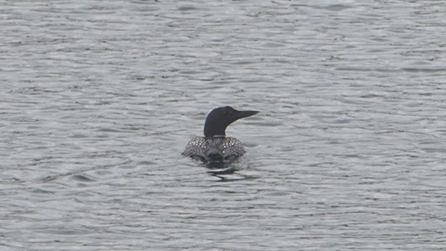 צוללן צפוני - ML647155689