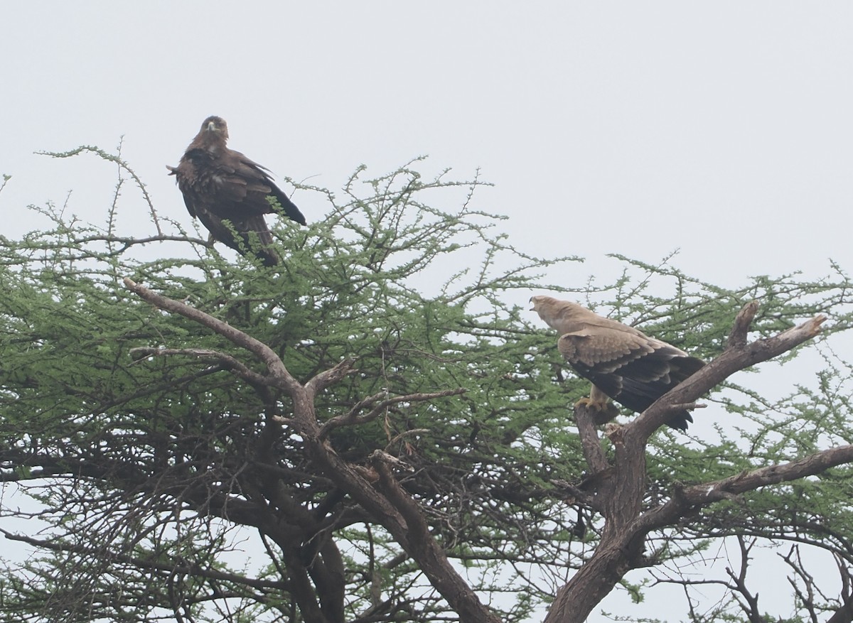 Tawny Eagle - ML647155690