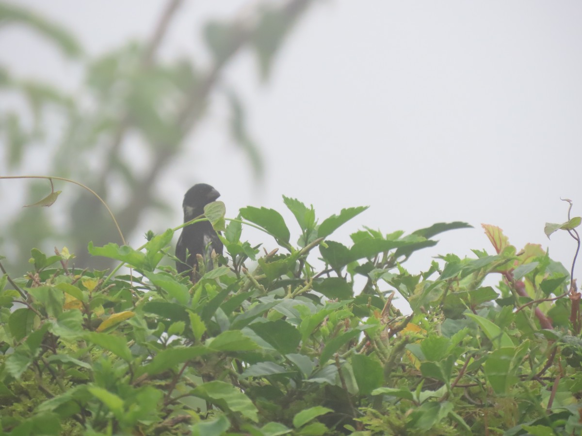 Чёрный просяночник - ML647155695