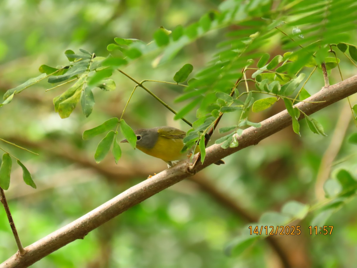 Червоїд сіроголовий - ML647155700