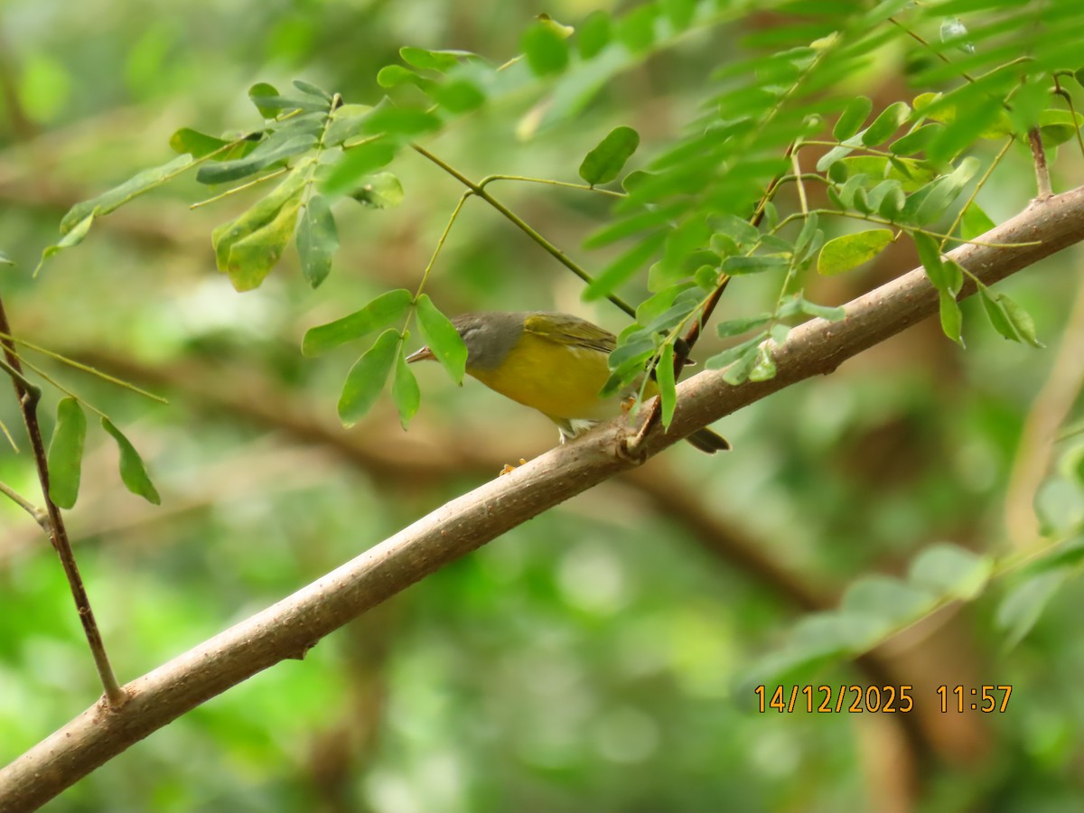 Червоїд сіроголовий - ML647155701