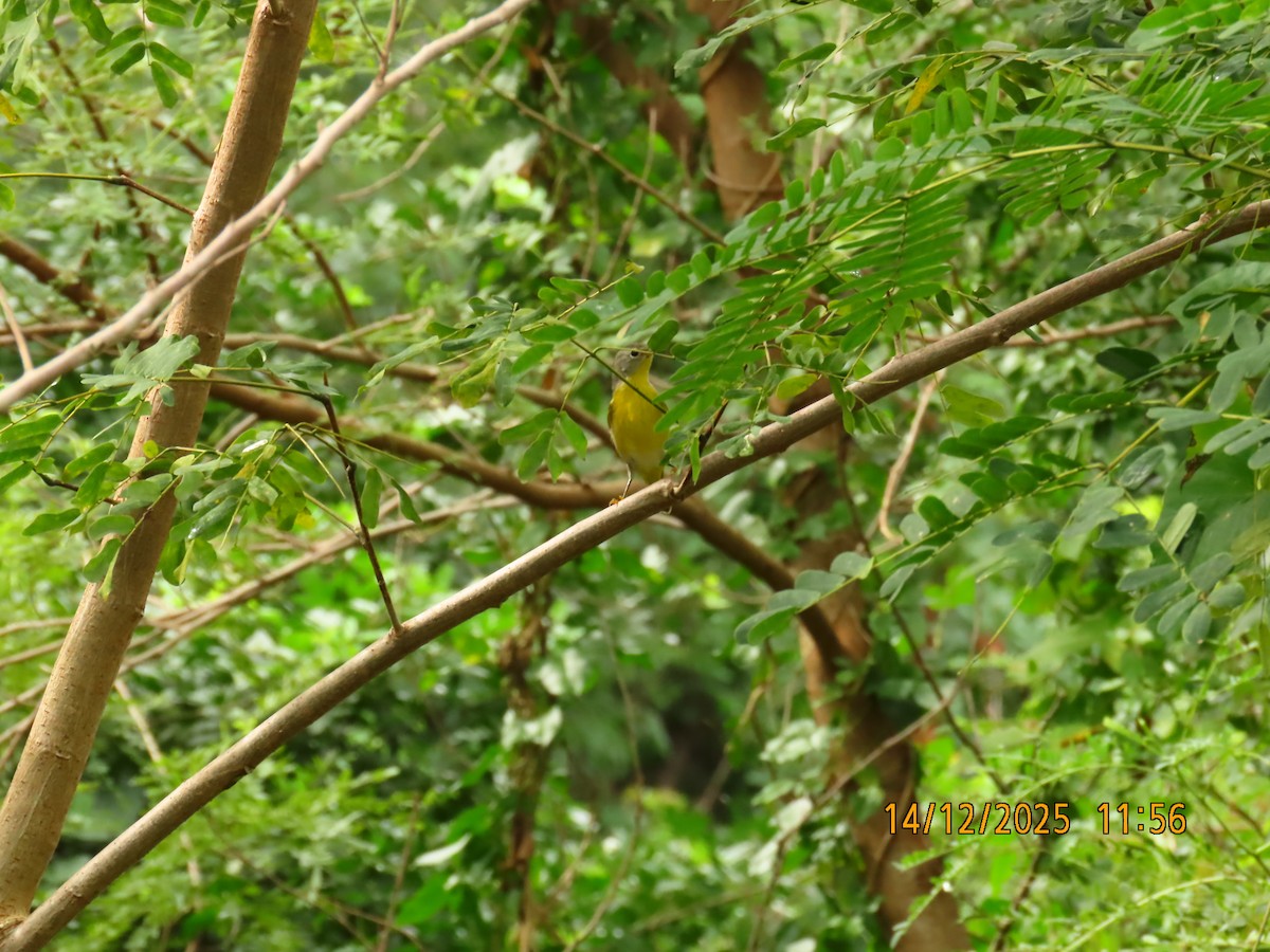 Червоїд сіроголовий - ML647155702