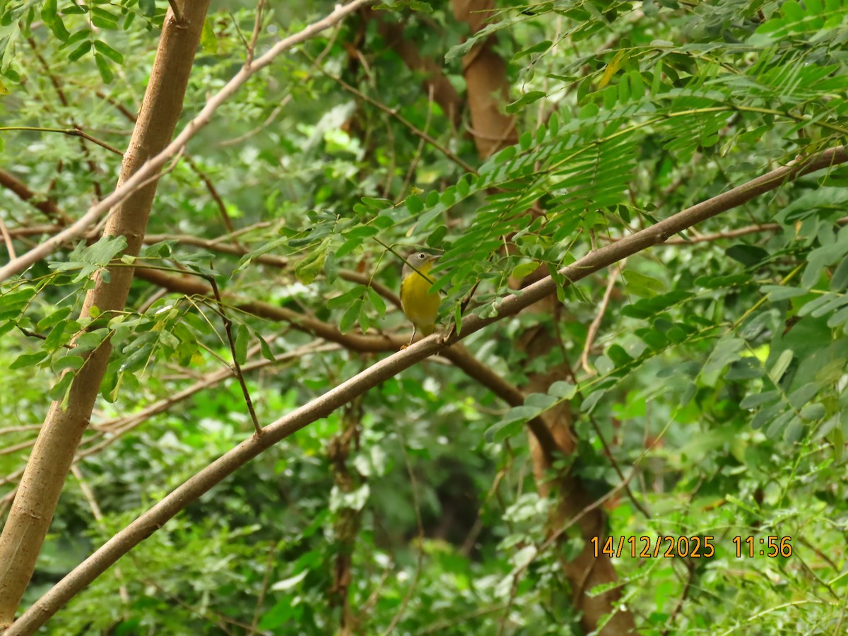 Червоїд сіроголовий - ML647155703