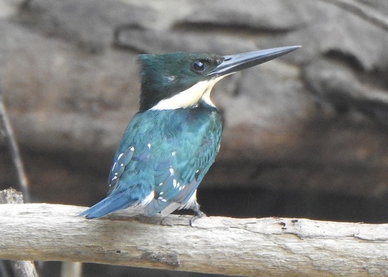 grønnisfugl - ML647155707