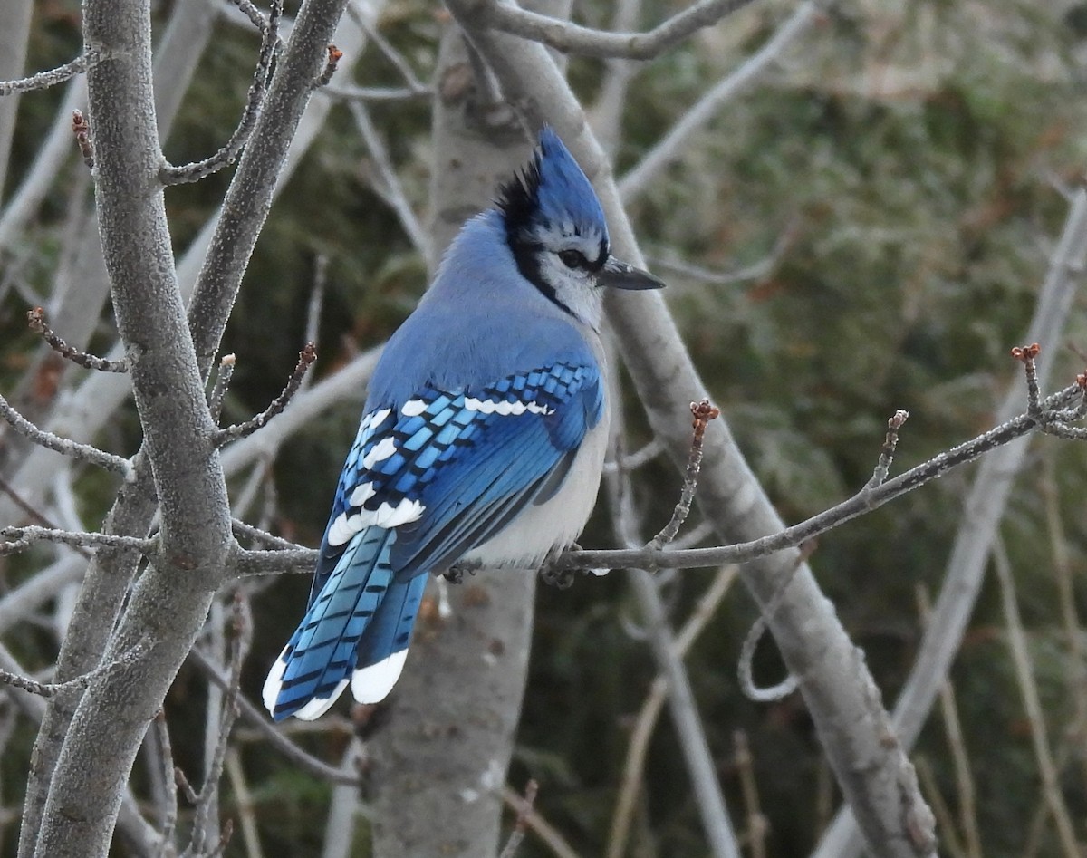 Сизойка блакитна - ML647155708