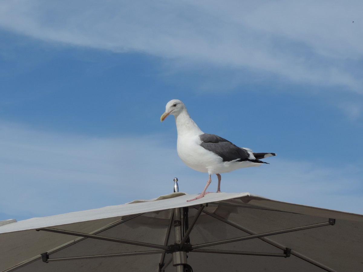 Western Gull - ML647155710