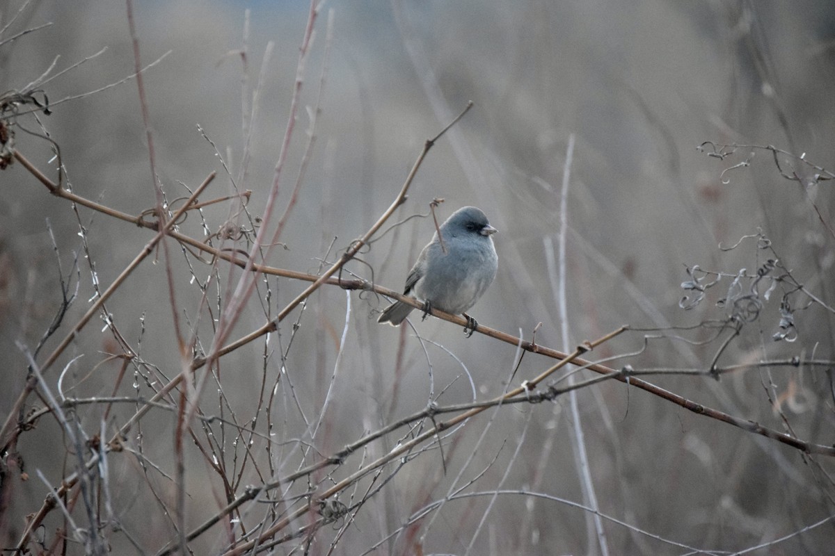 Dark-eyed Junco - ML647155716