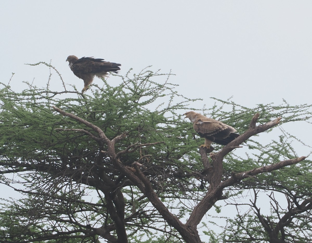 Tawny Eagle - ML647155719